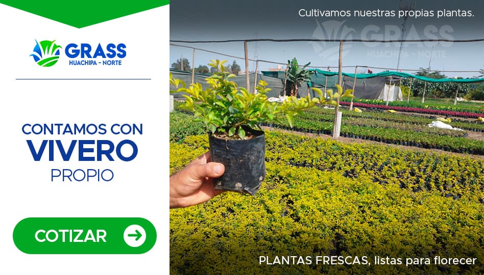 barras_plantas_01
