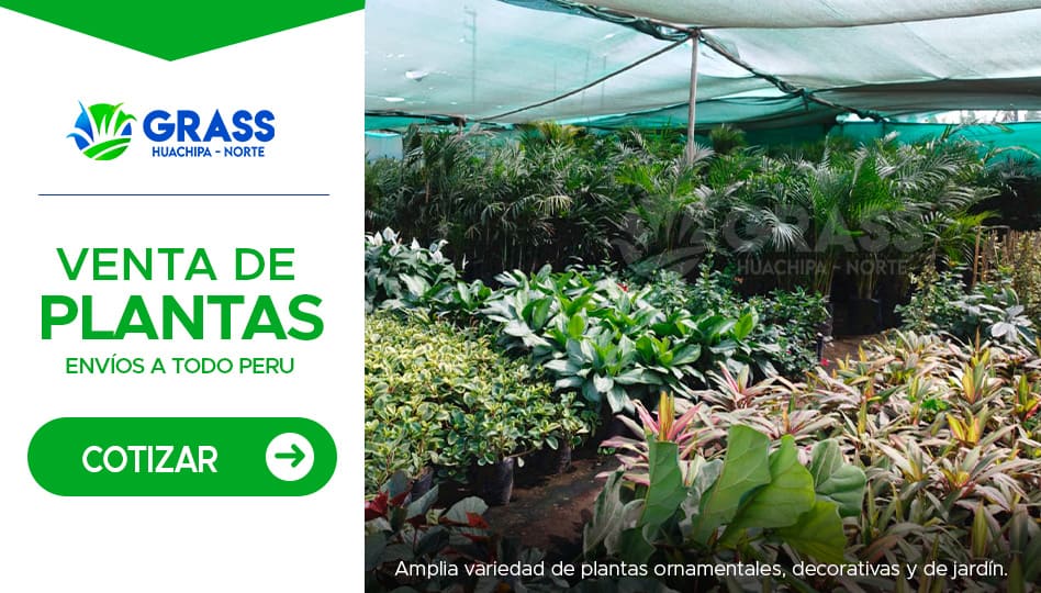 barras_plantas_03