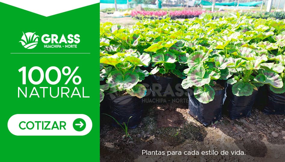 barras_plantas_04