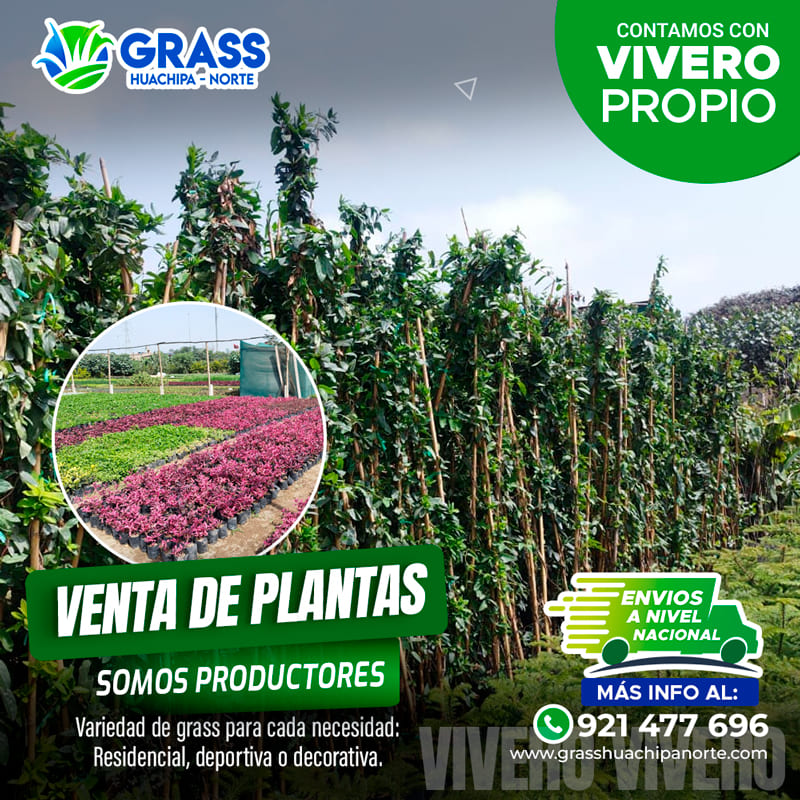 flayer_planta_02