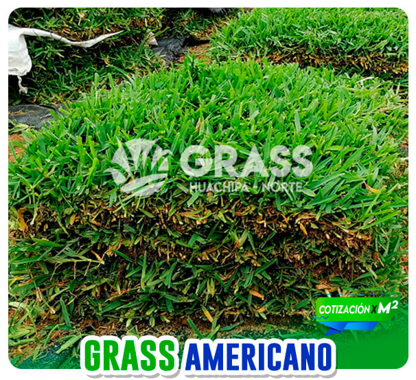 grass_tipos_01