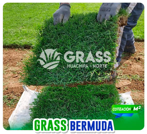 grass_tipos_03