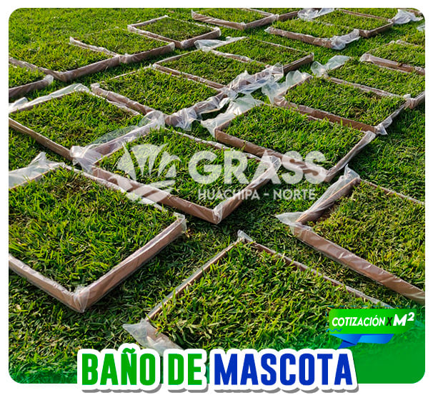 grass_tipos_05