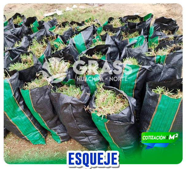 grass_tipos_06
