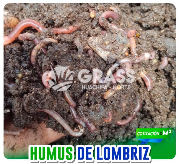 grass_tipos_08
